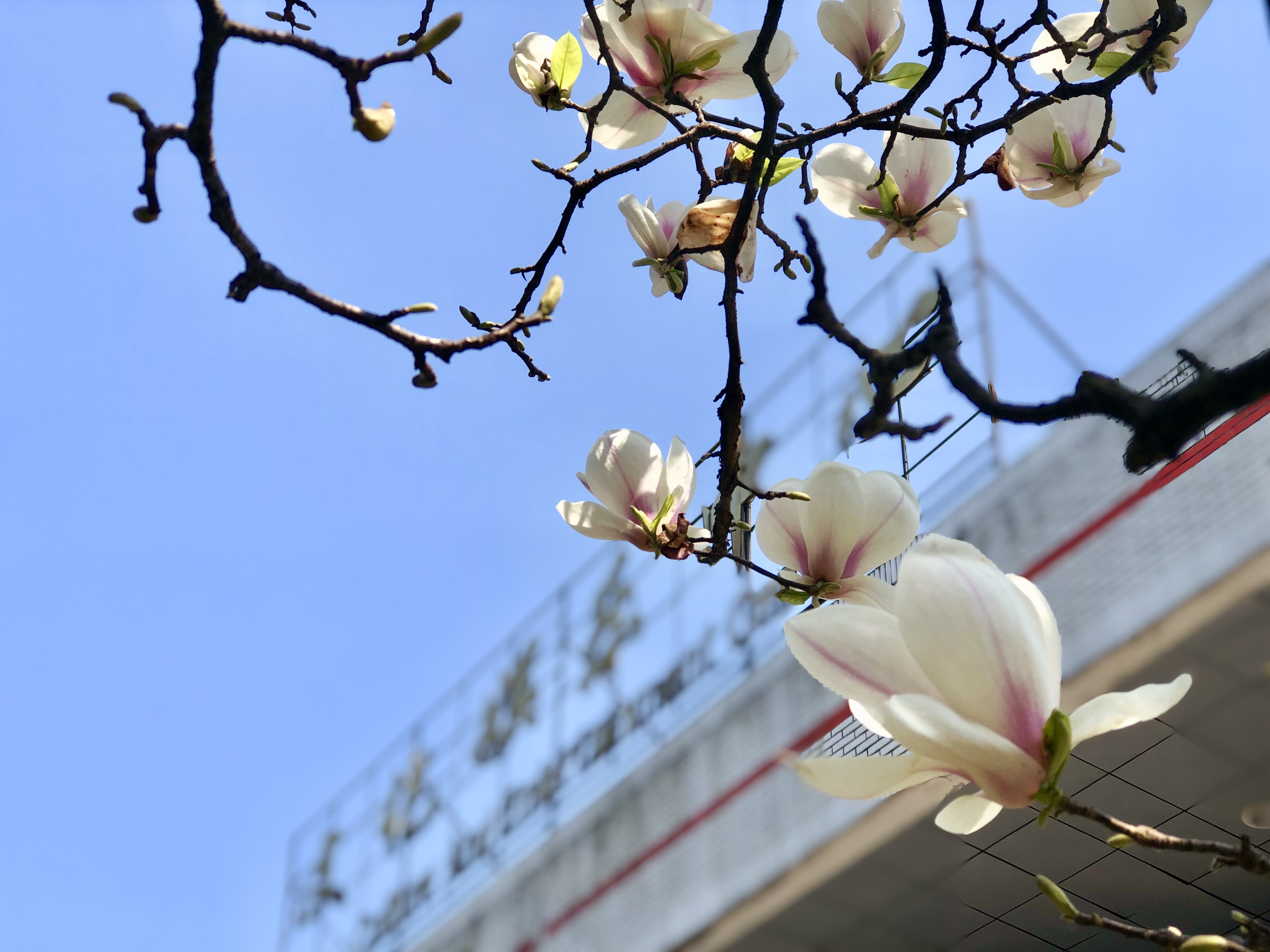 醫科大學.