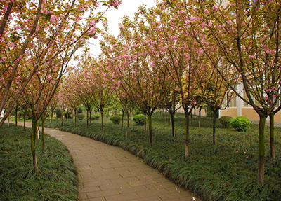 櫻花校園