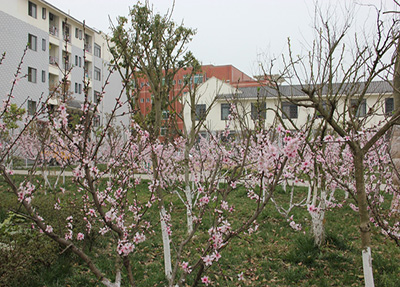 學校桃花林.jpg